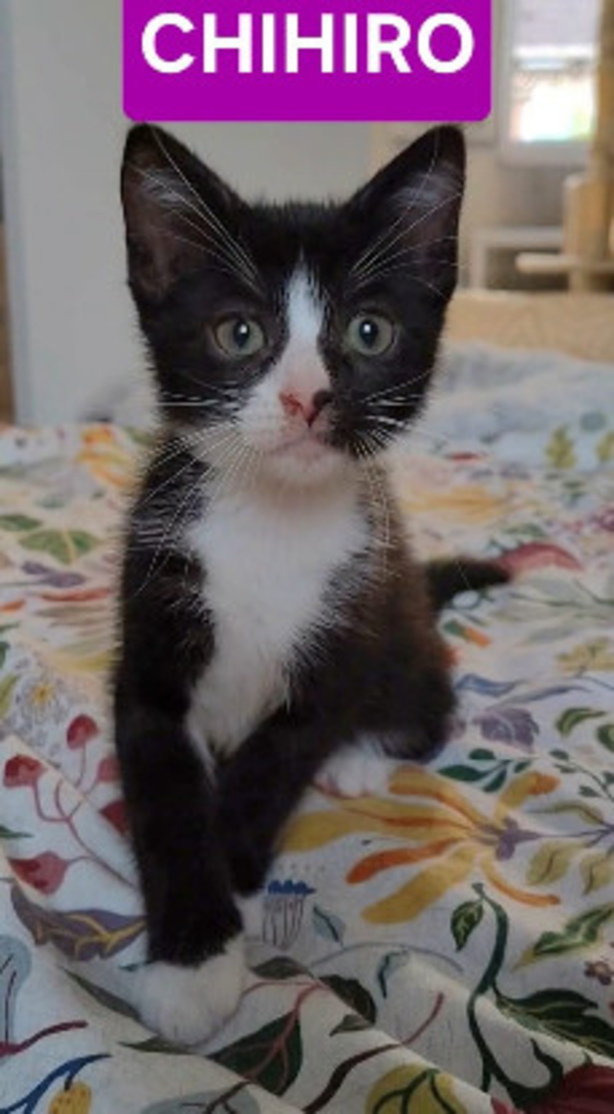Adoption Chihiro petite de iska