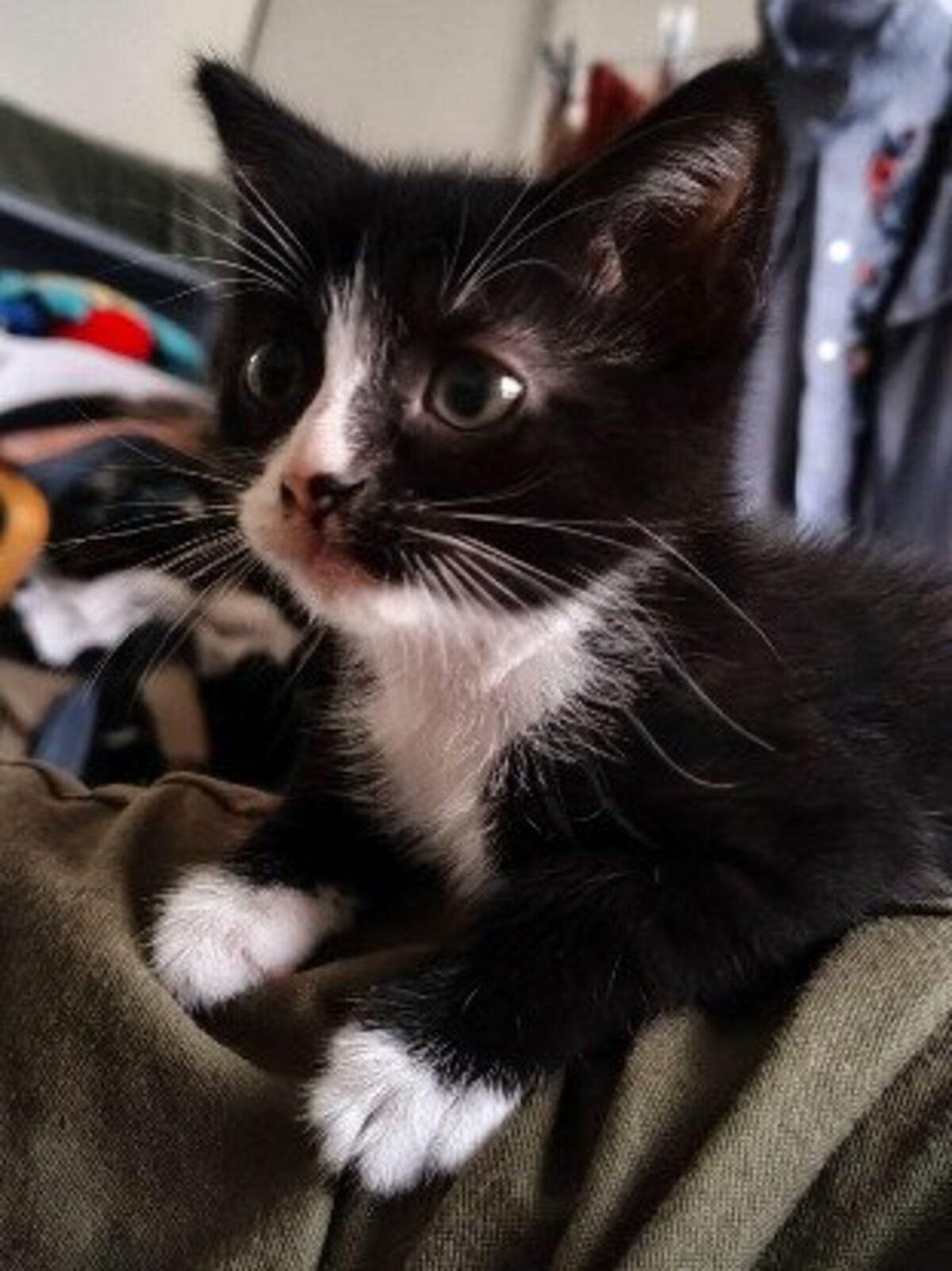 Adoption Chihiro petite de iska