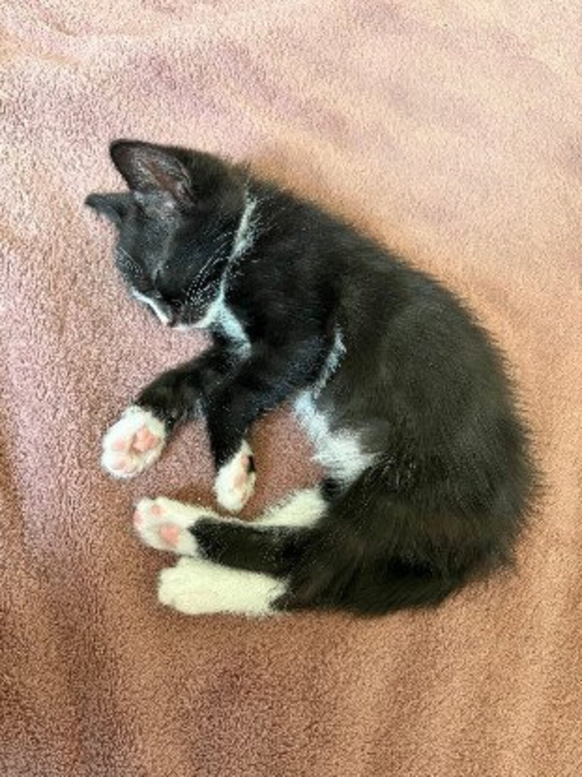 Adoption Chihiro petite de iska