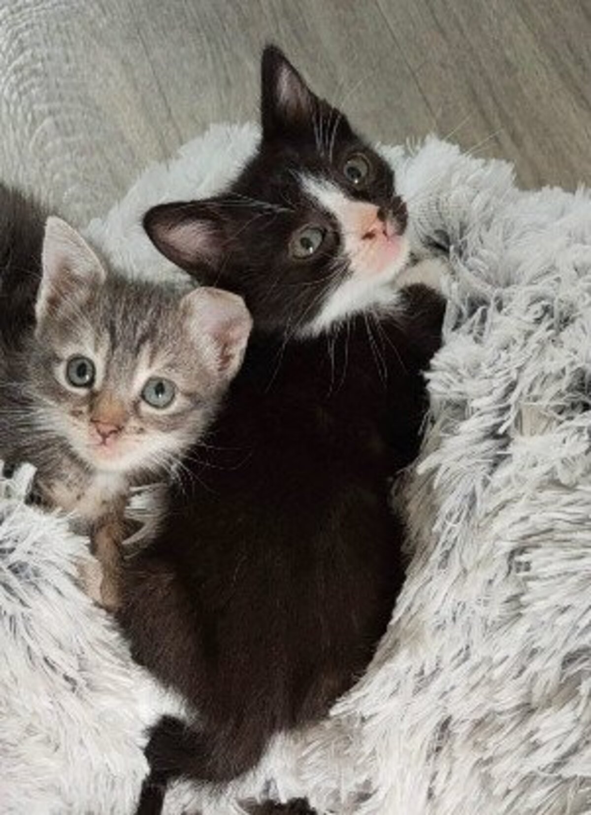 Adoption Chihiro petite de iska