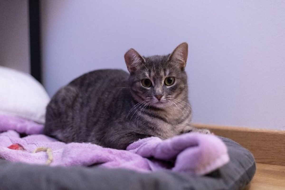 Adoption Chipie