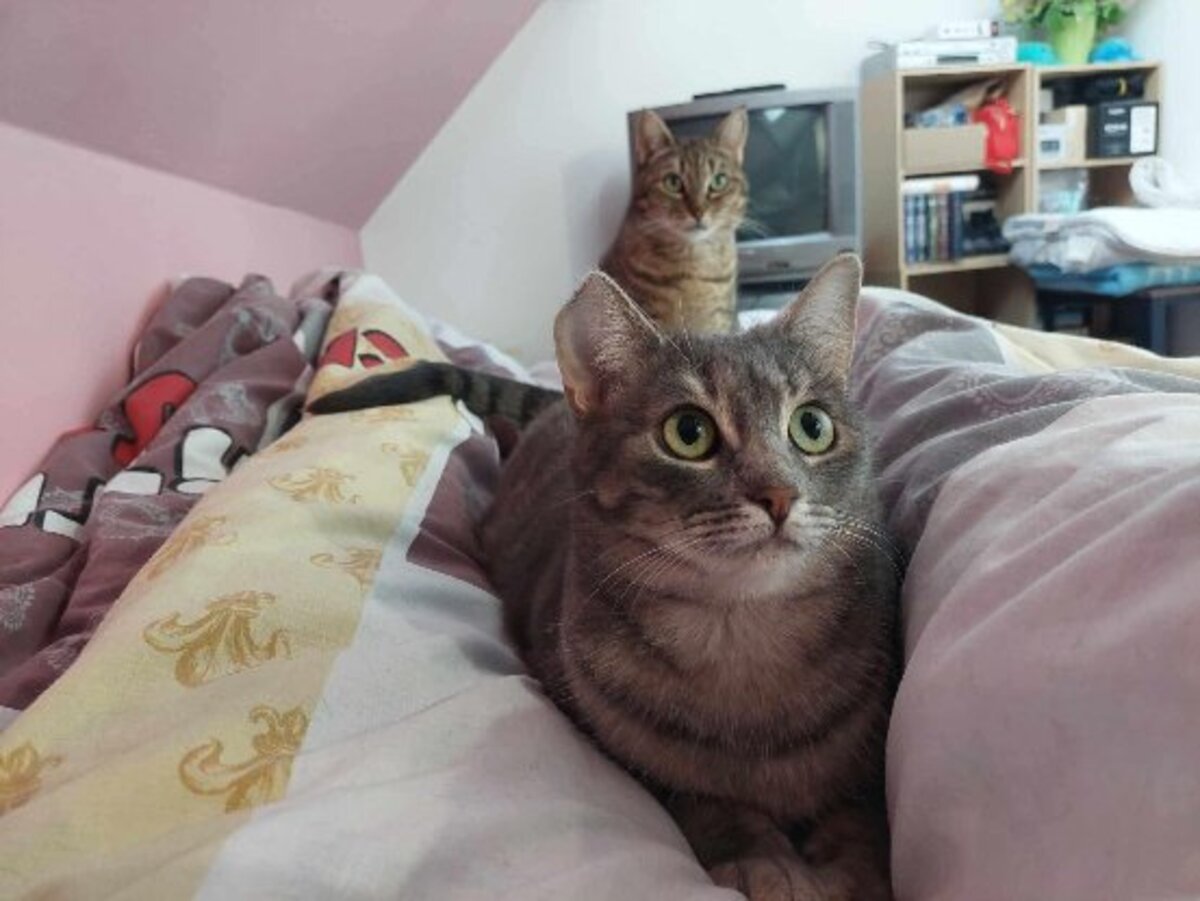 Adoption Chipie
