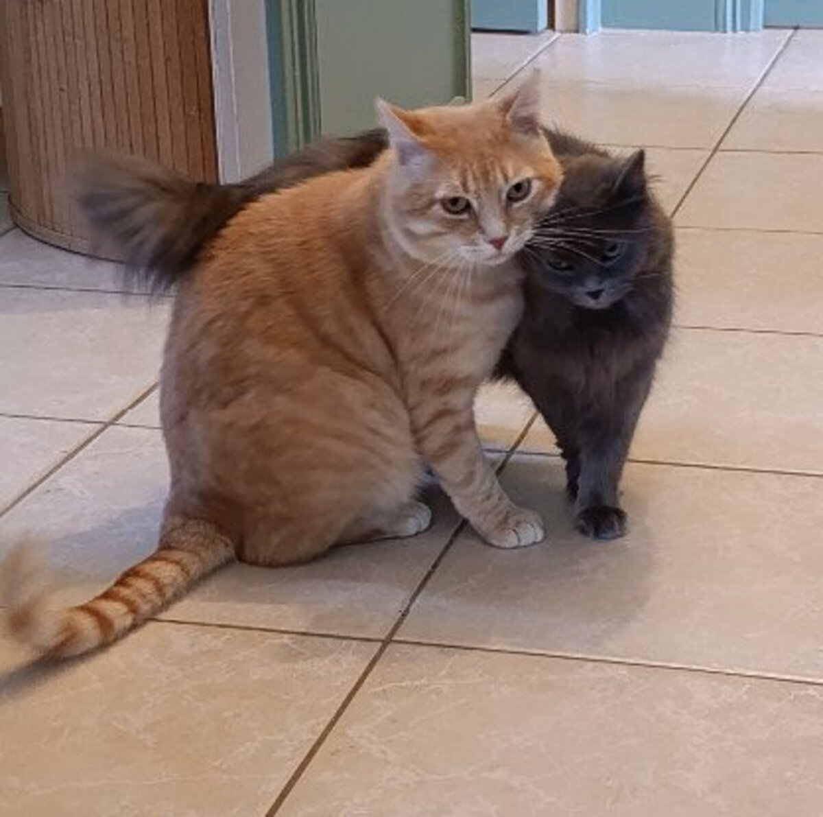 Adoption Chouquette et roudoudou