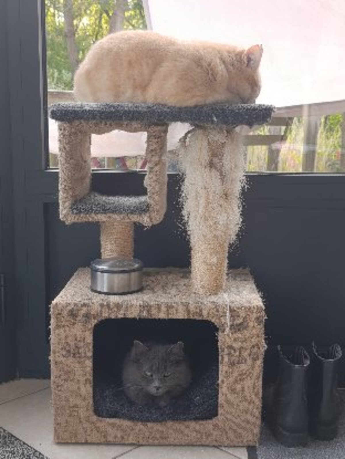 Adoption Chouquette et roudoudou