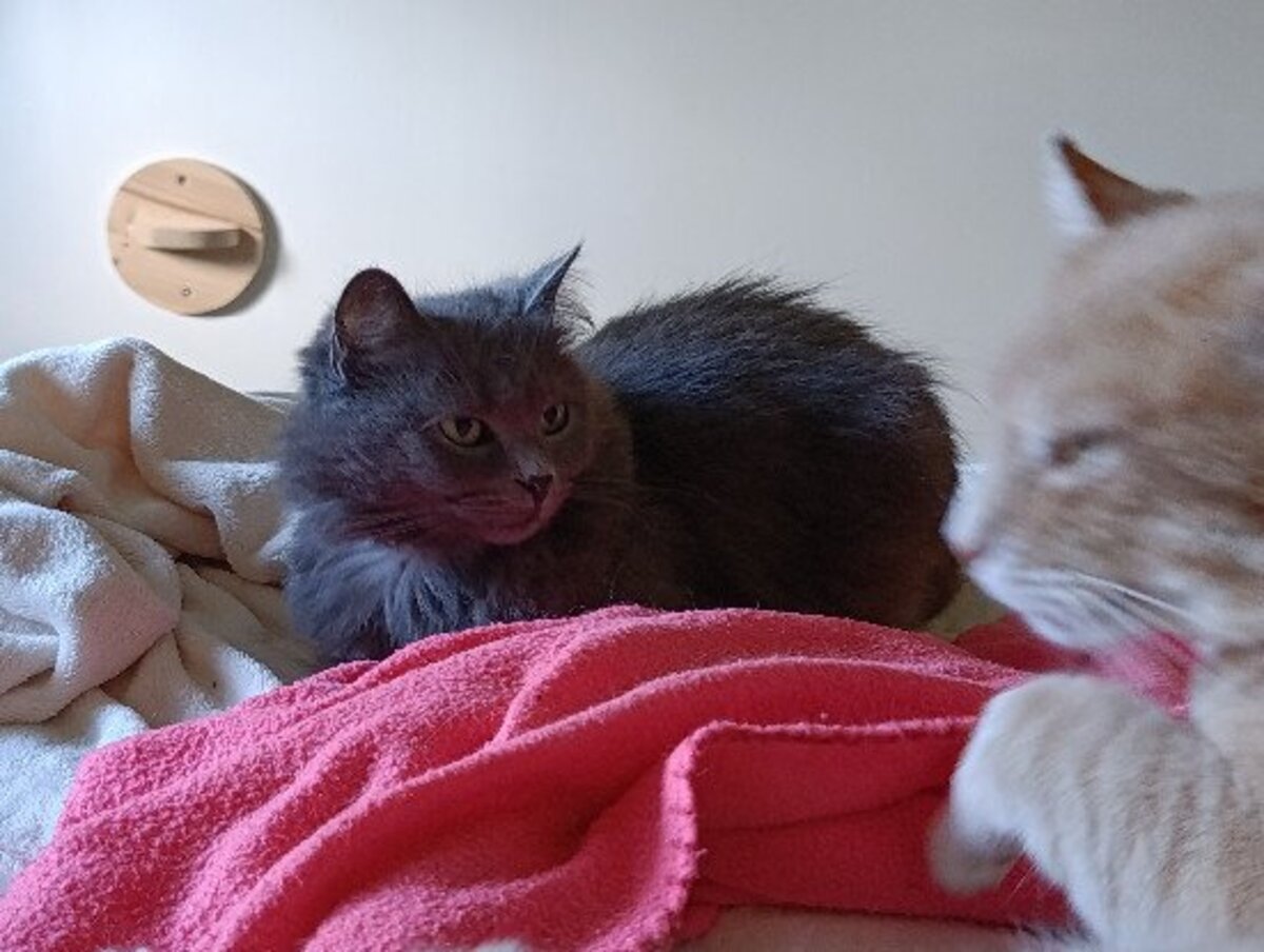 Adoption Chouquette et roudoudou