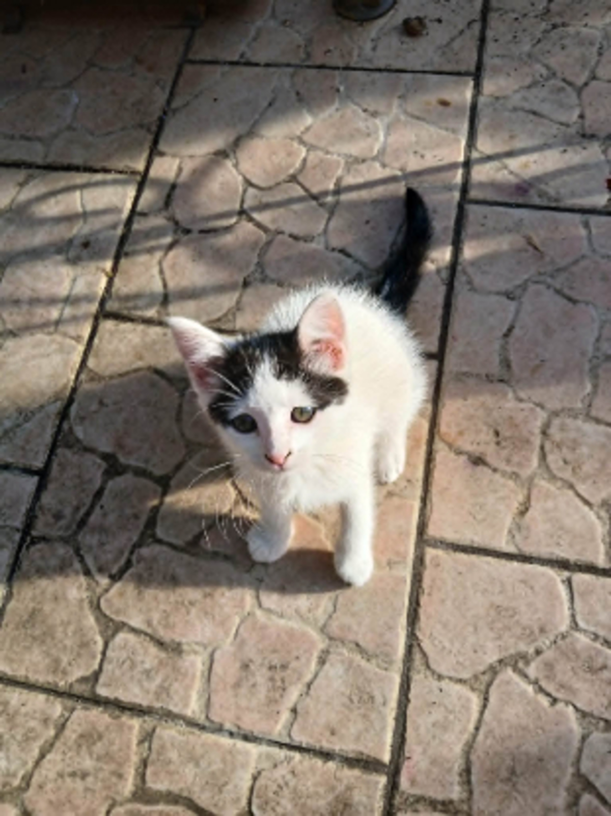 Adoption Cinna