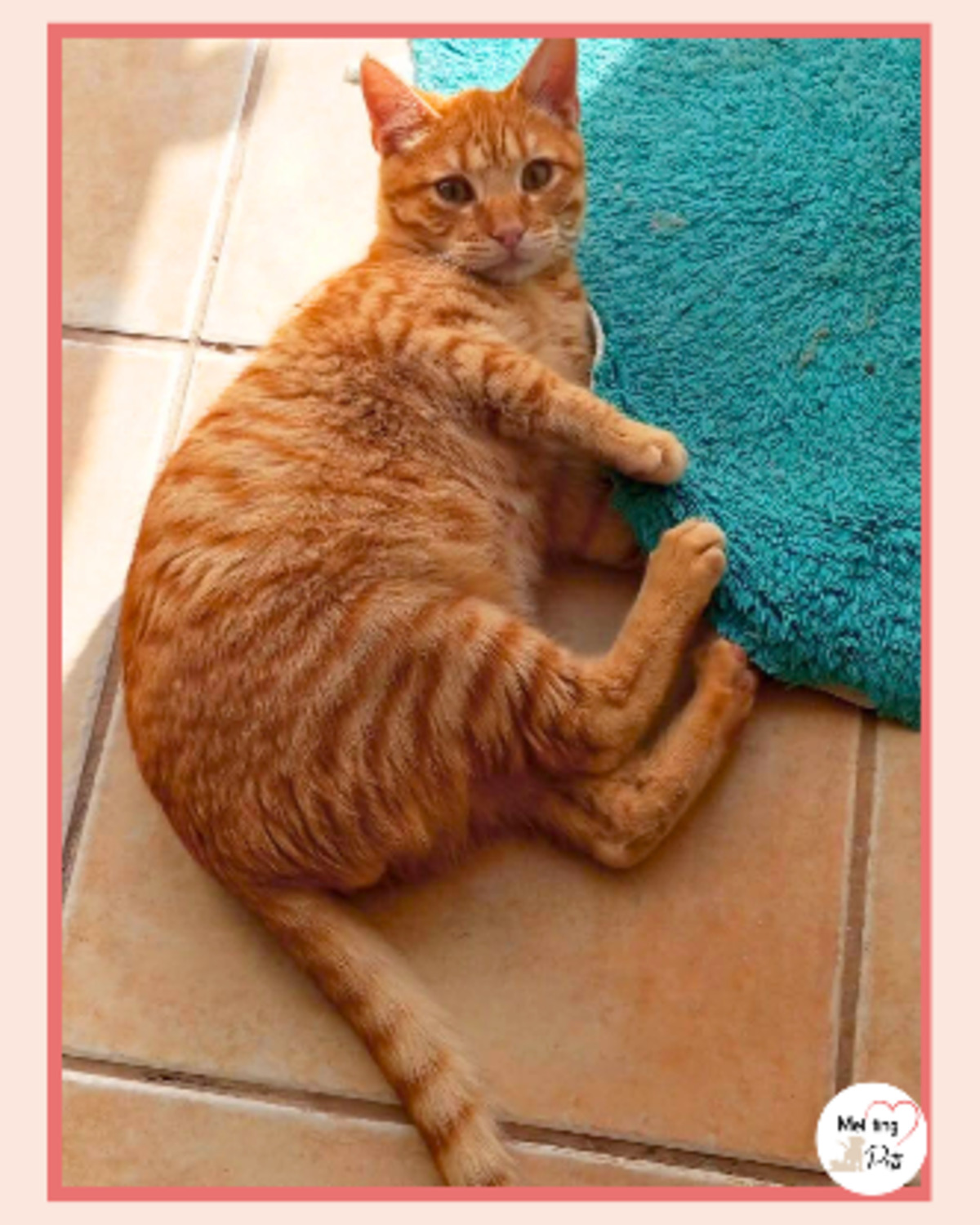 Adoption Ciro