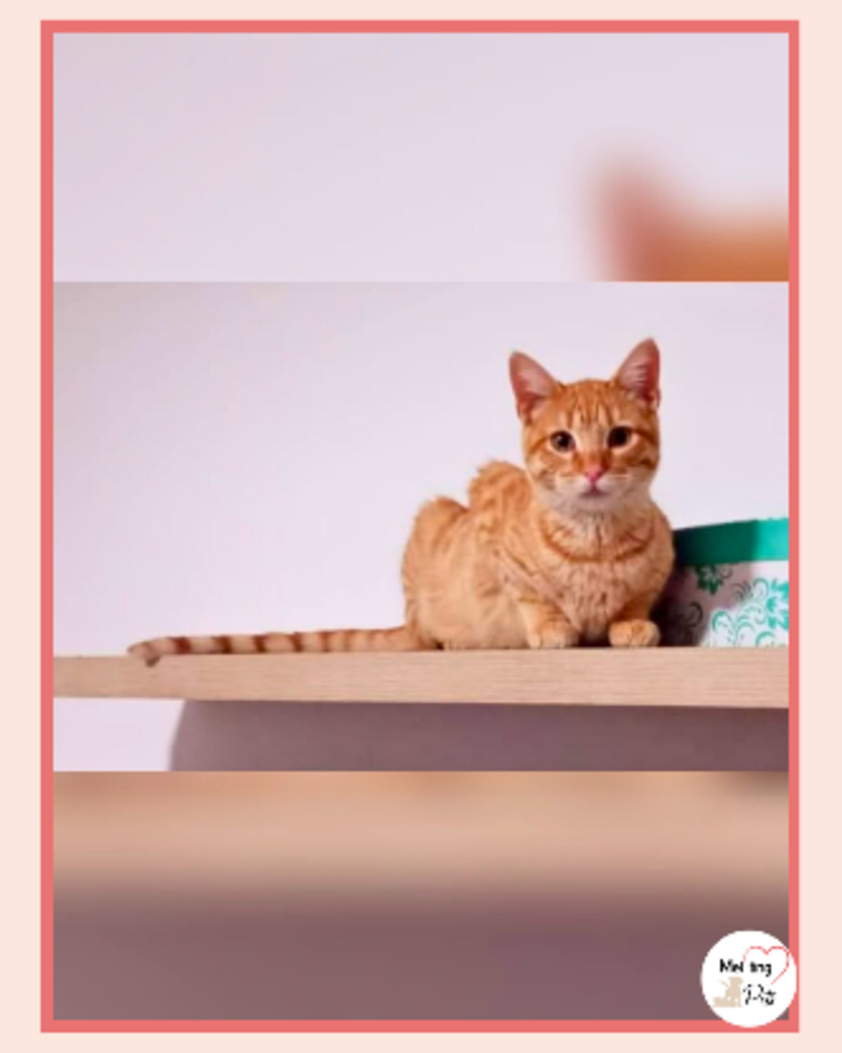 Adoption Ciro