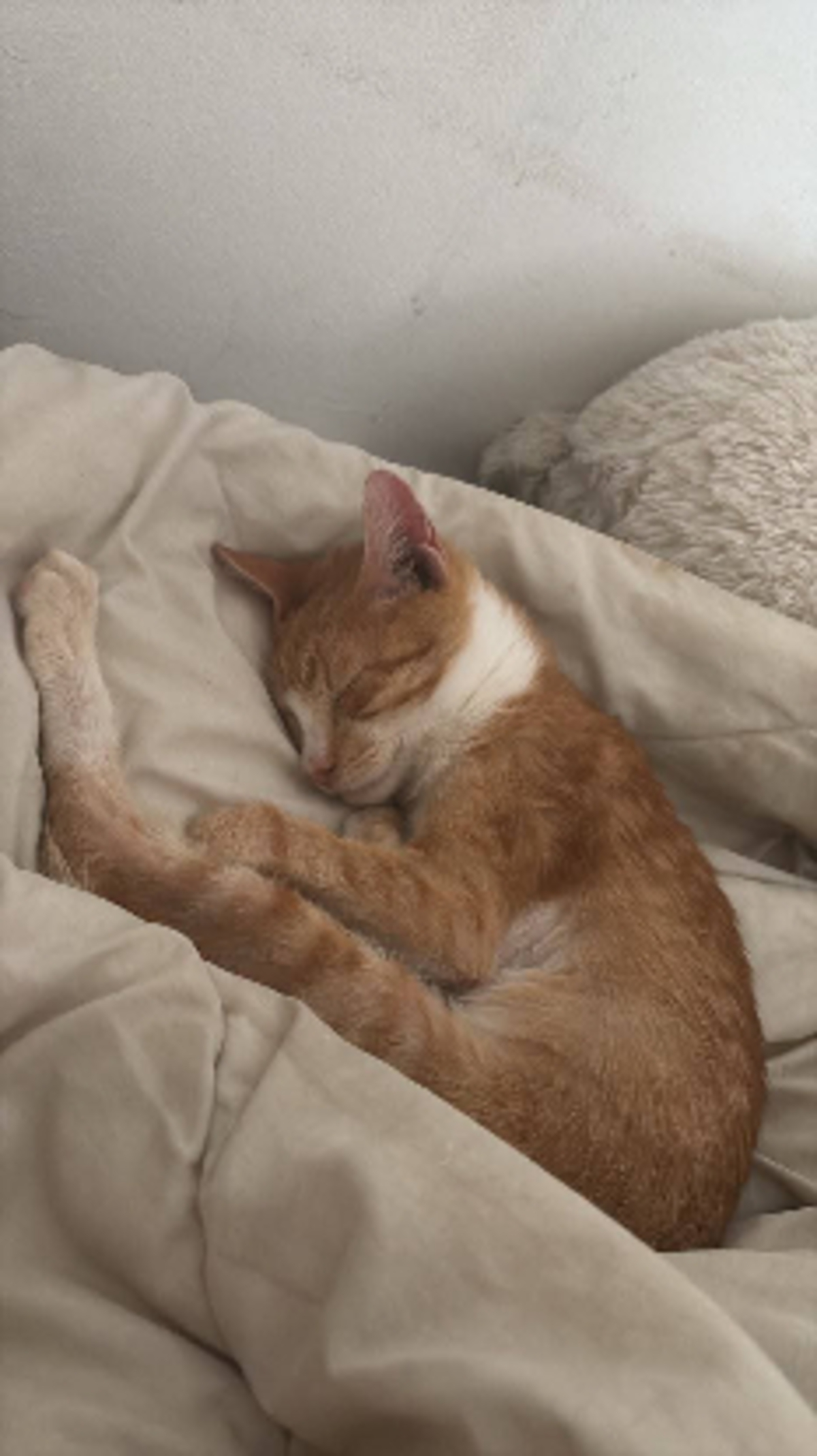 Adoption Citrouille