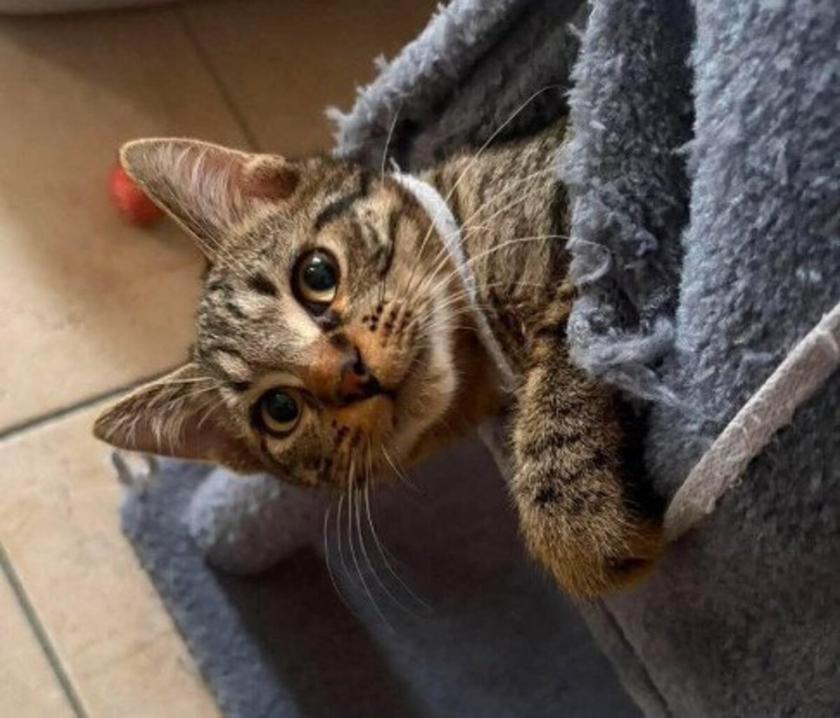 Adoption Clarence