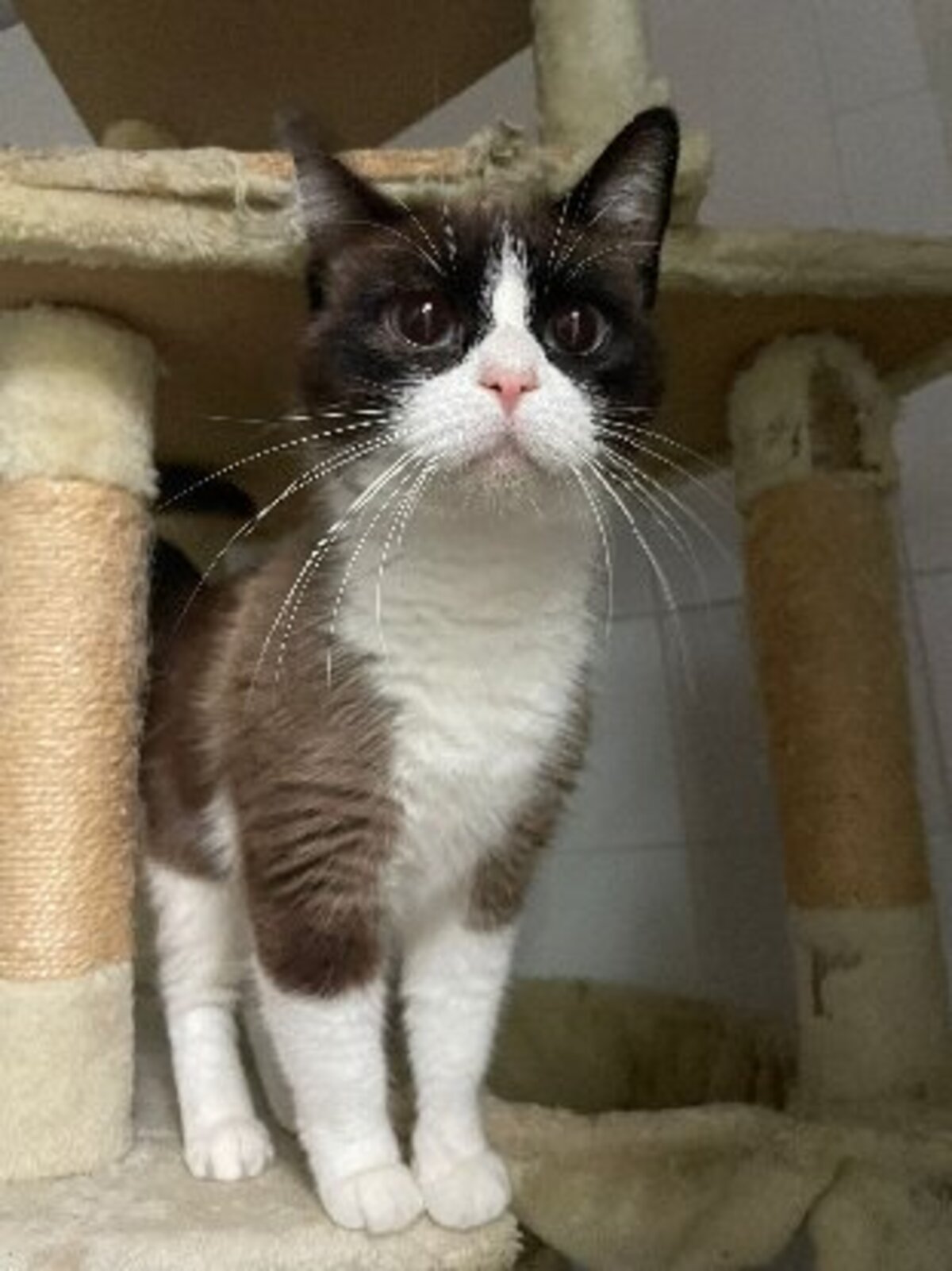 Adoption Claudie