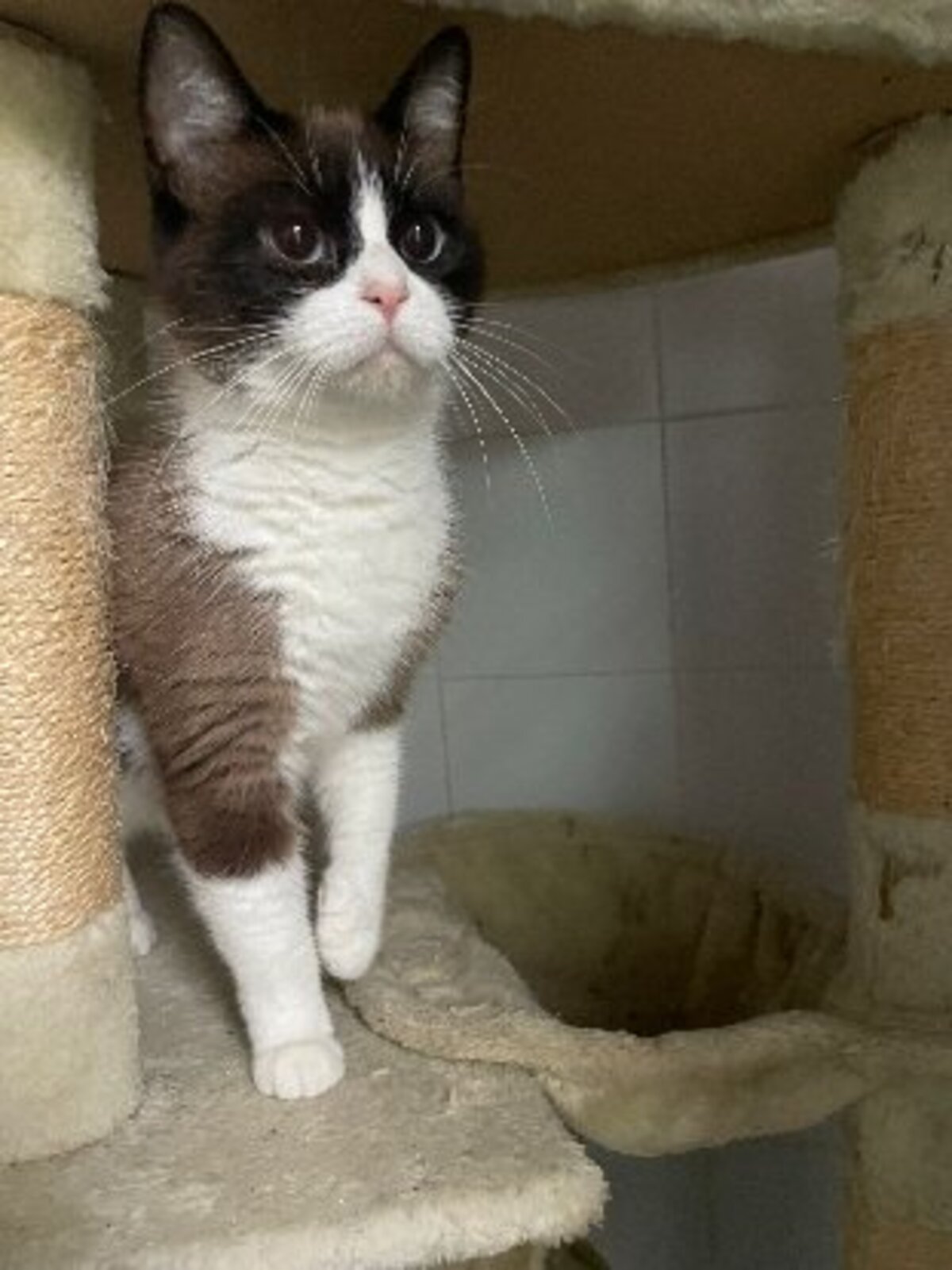 Adoption Claudie