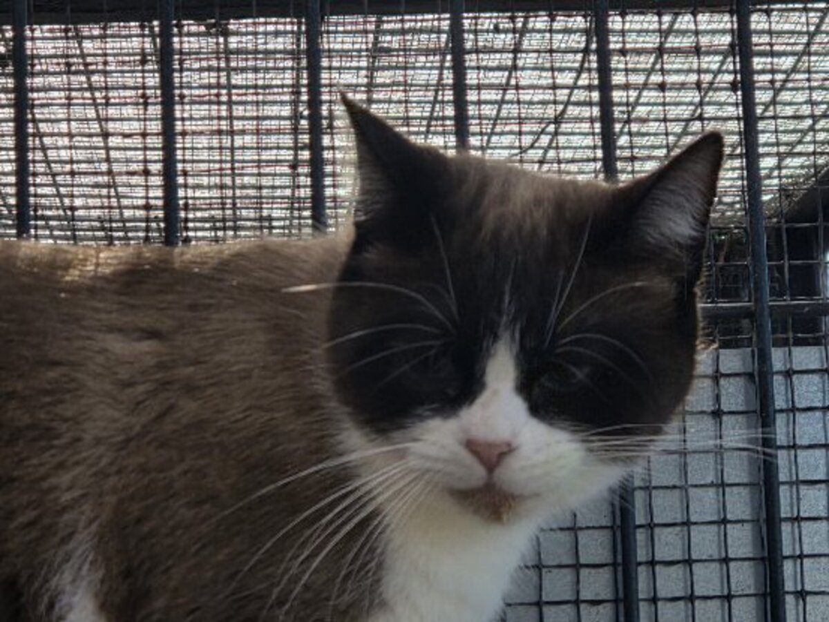 Adoption Claudie