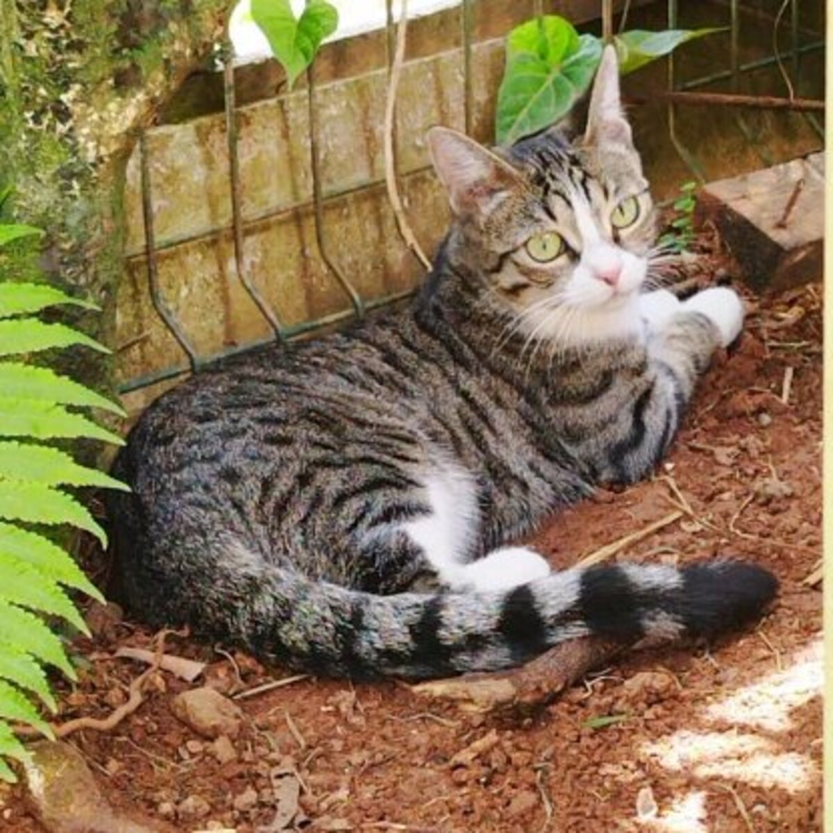 Adoption Cléa