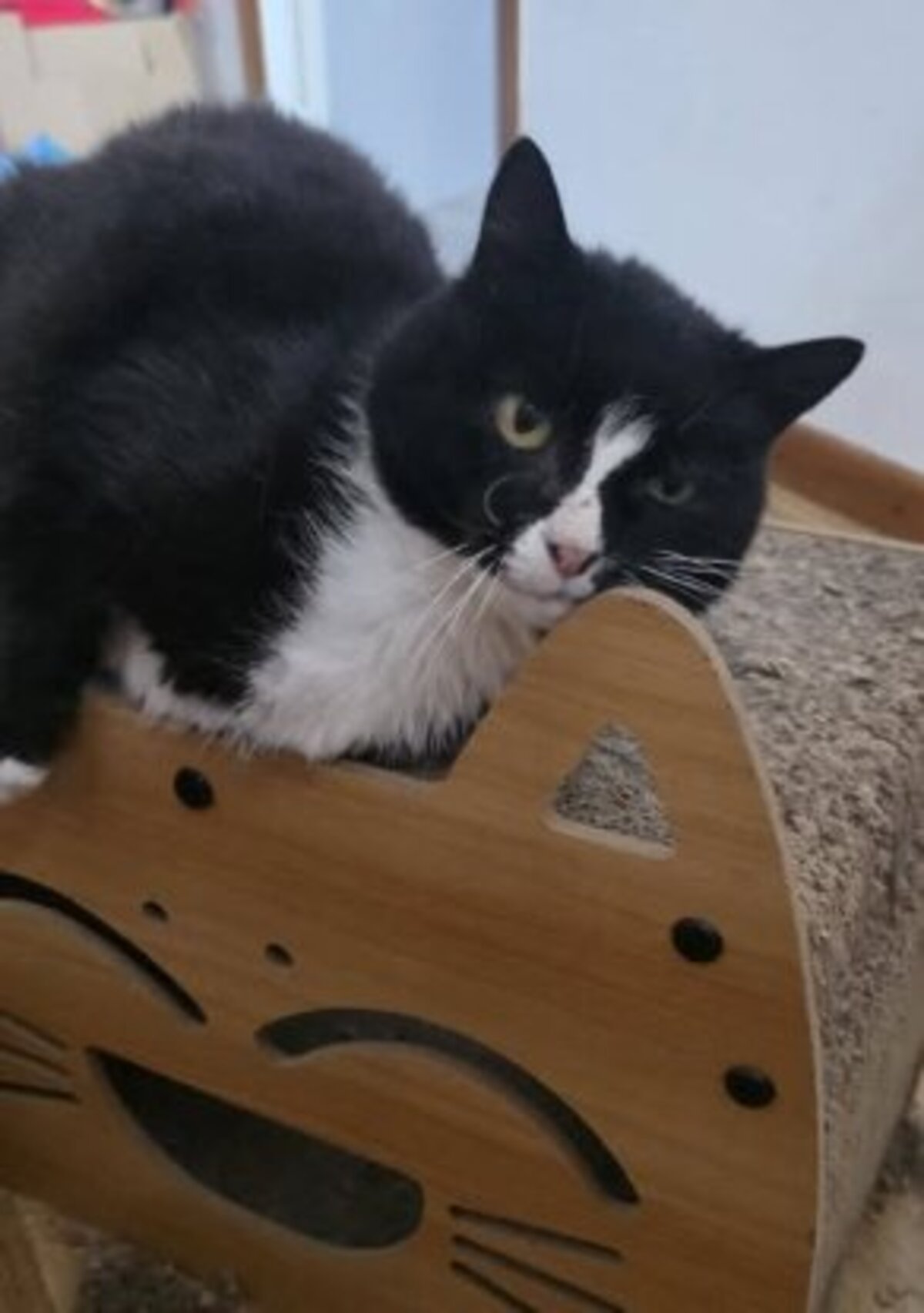 Adoption Cleo