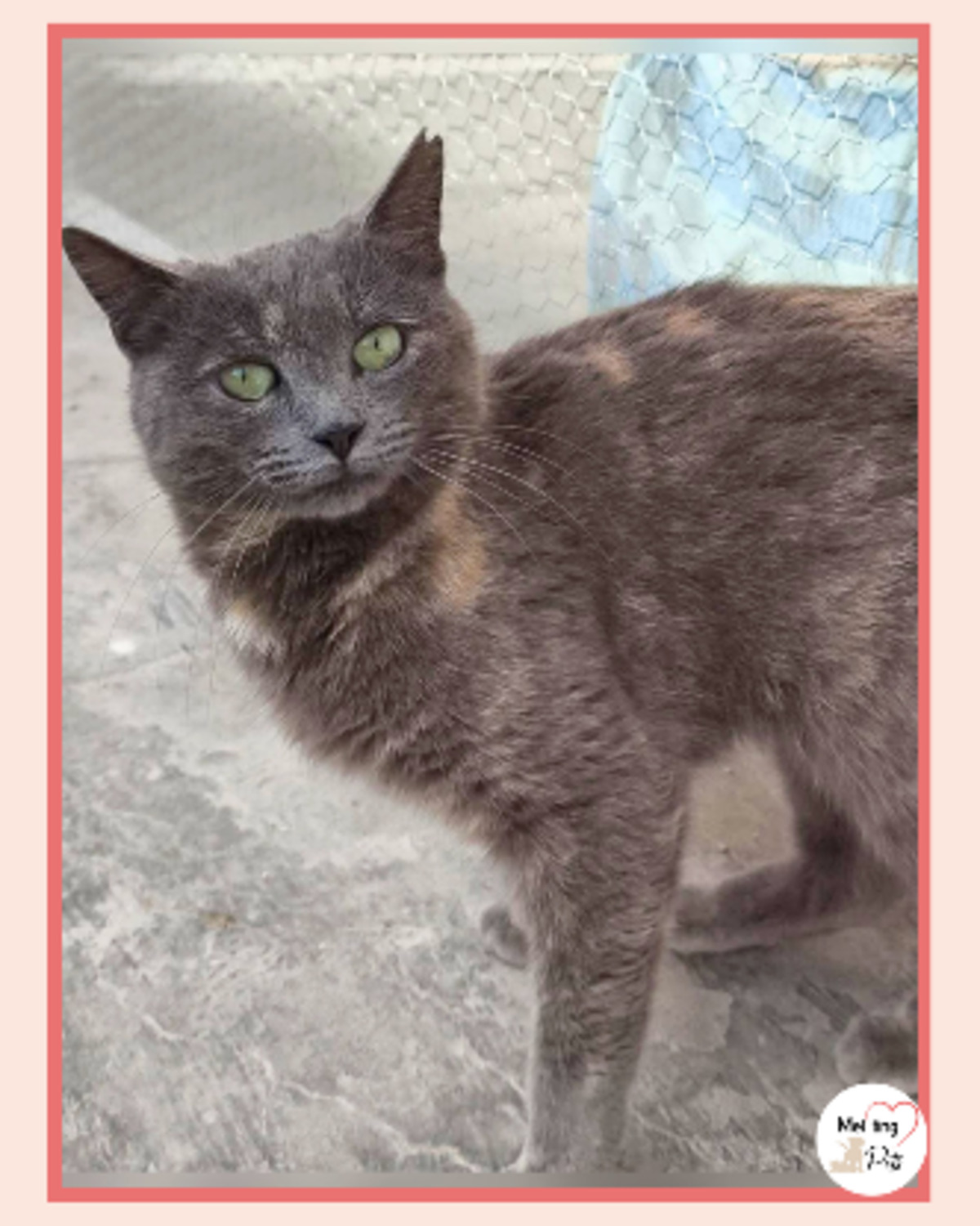 Adoption Cloe