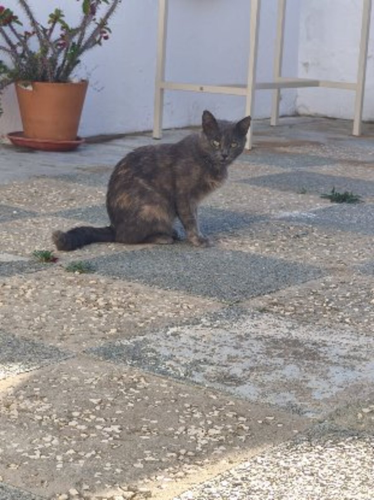 Adoption Cloe