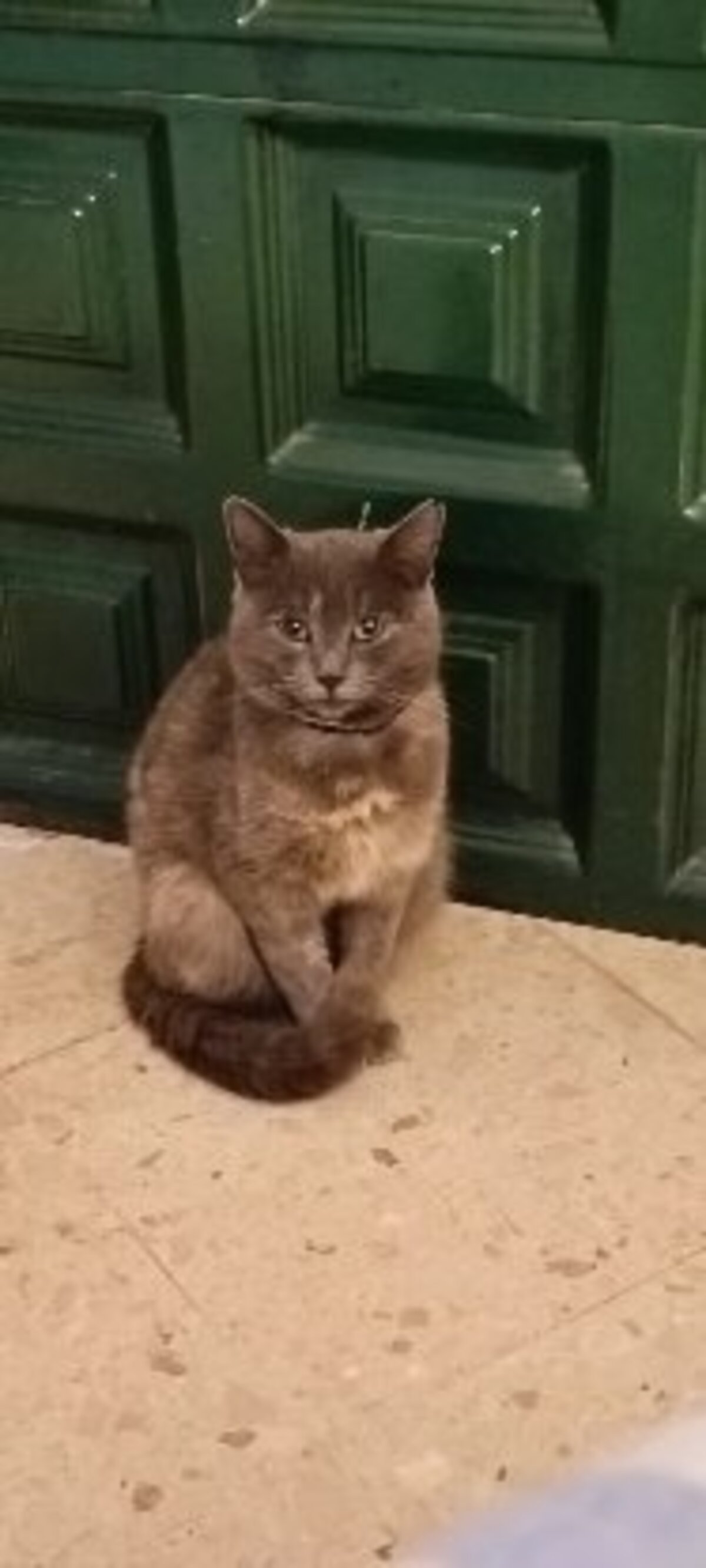 Adoption Cloe