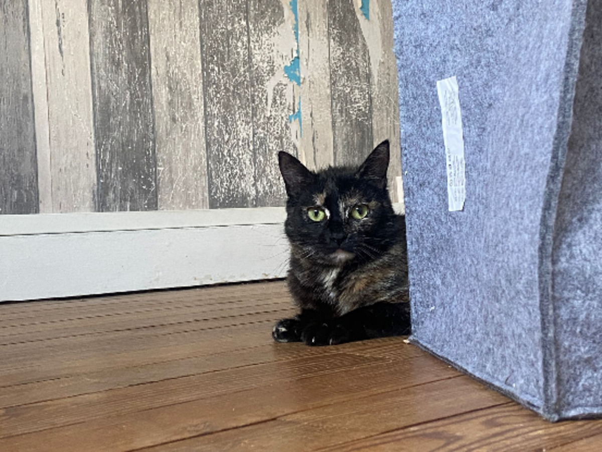 Adoption Coco