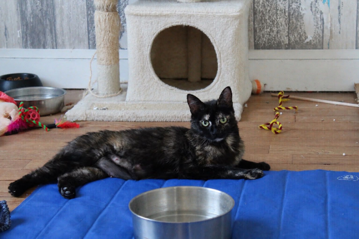 Adoption Coco