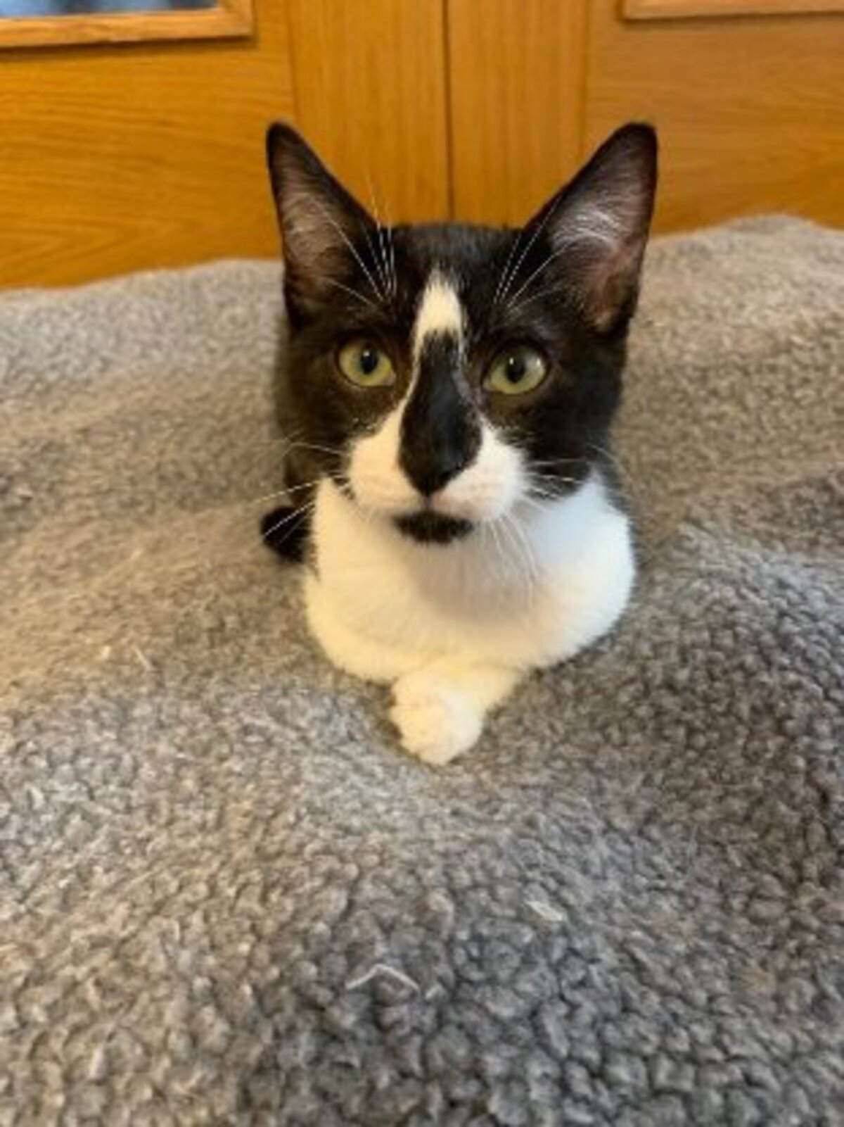 Adoption Cody