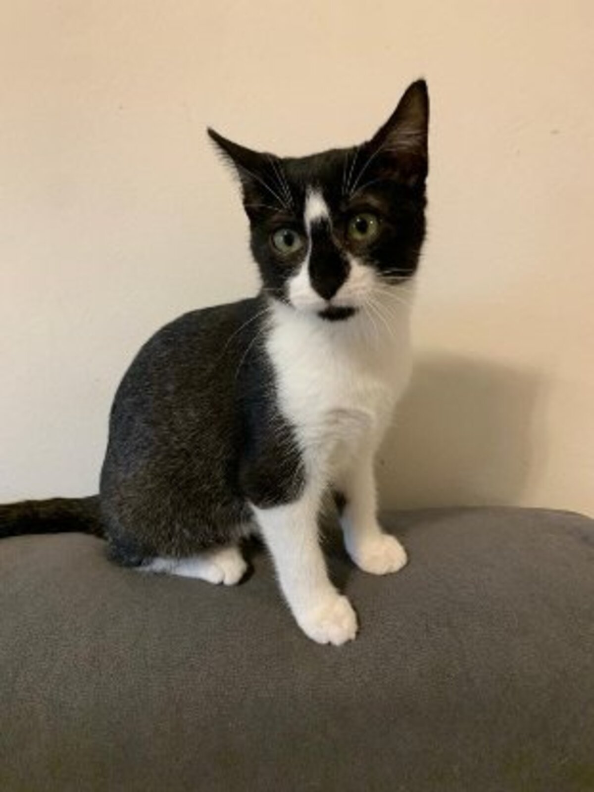 Adoption Cody