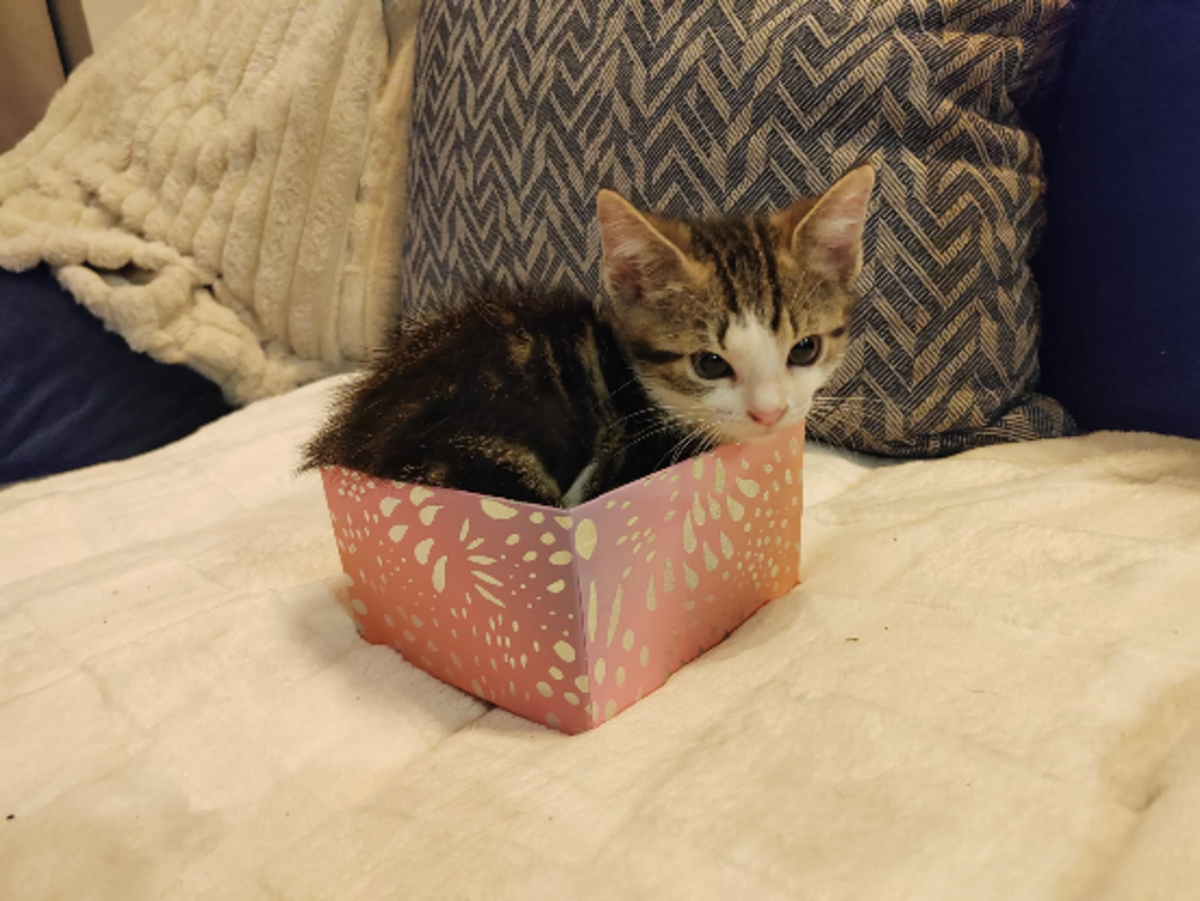 Adoption Comet