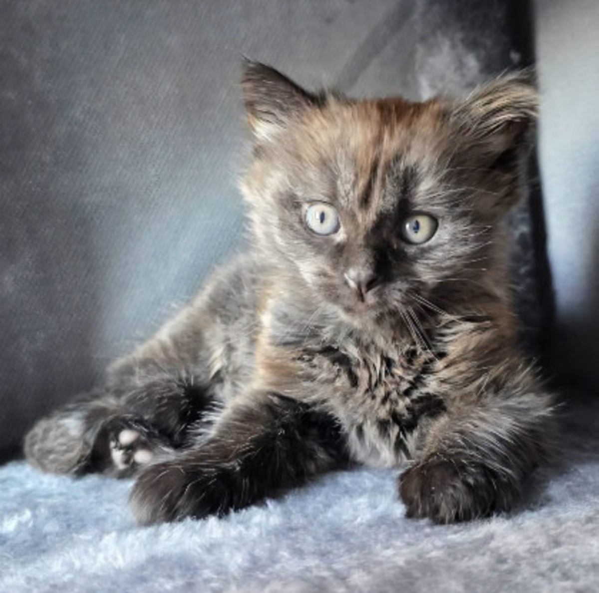 Adoption SARAHCONNOR