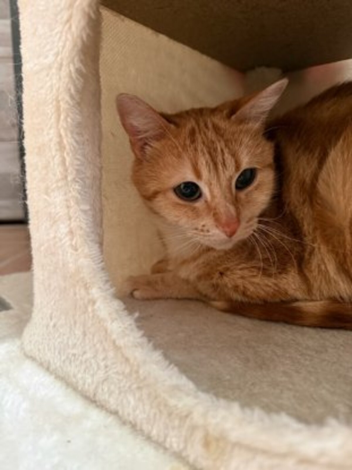 Adoption Cookie