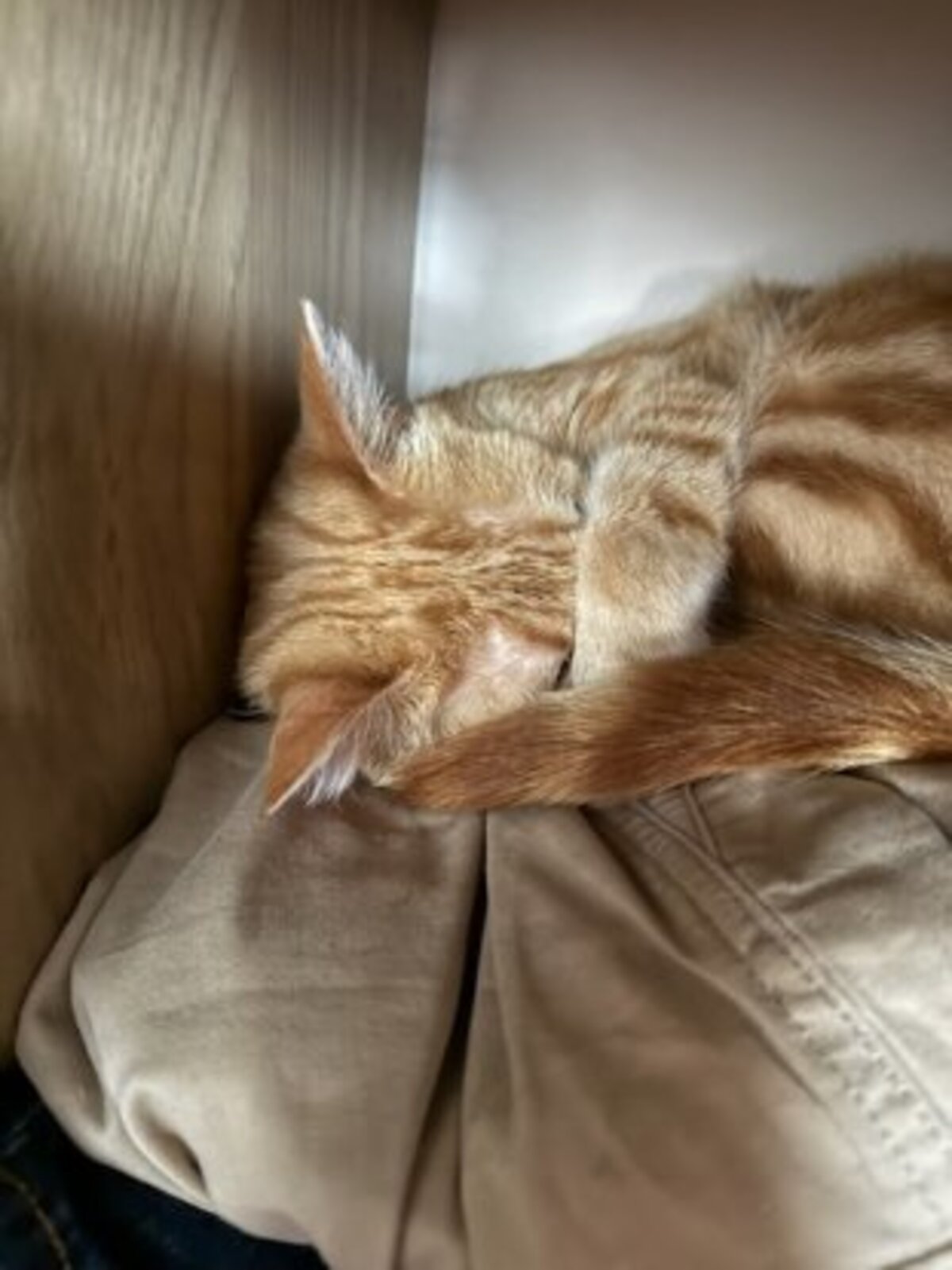 Adoption Cookie