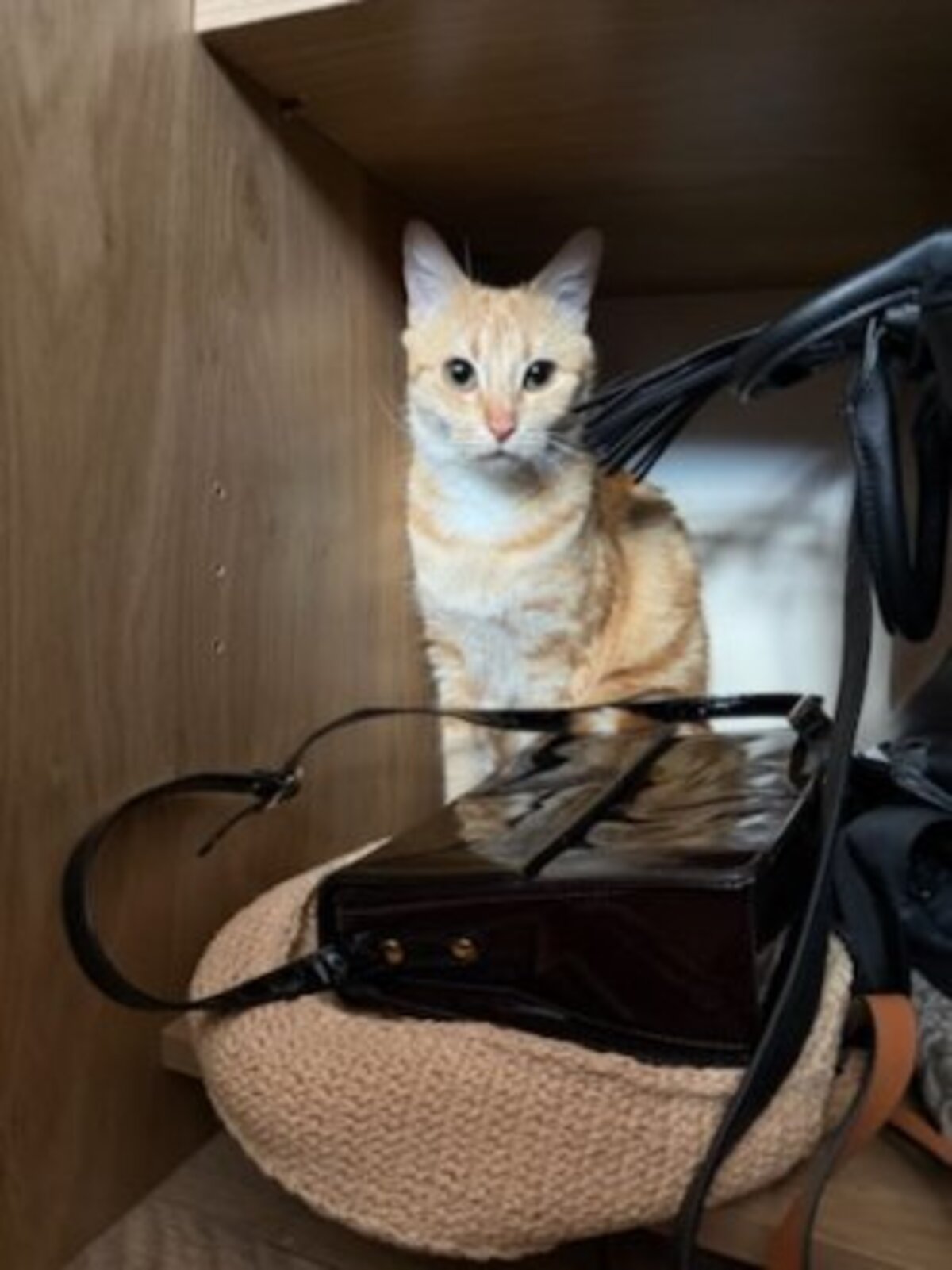 Adoption Cookie