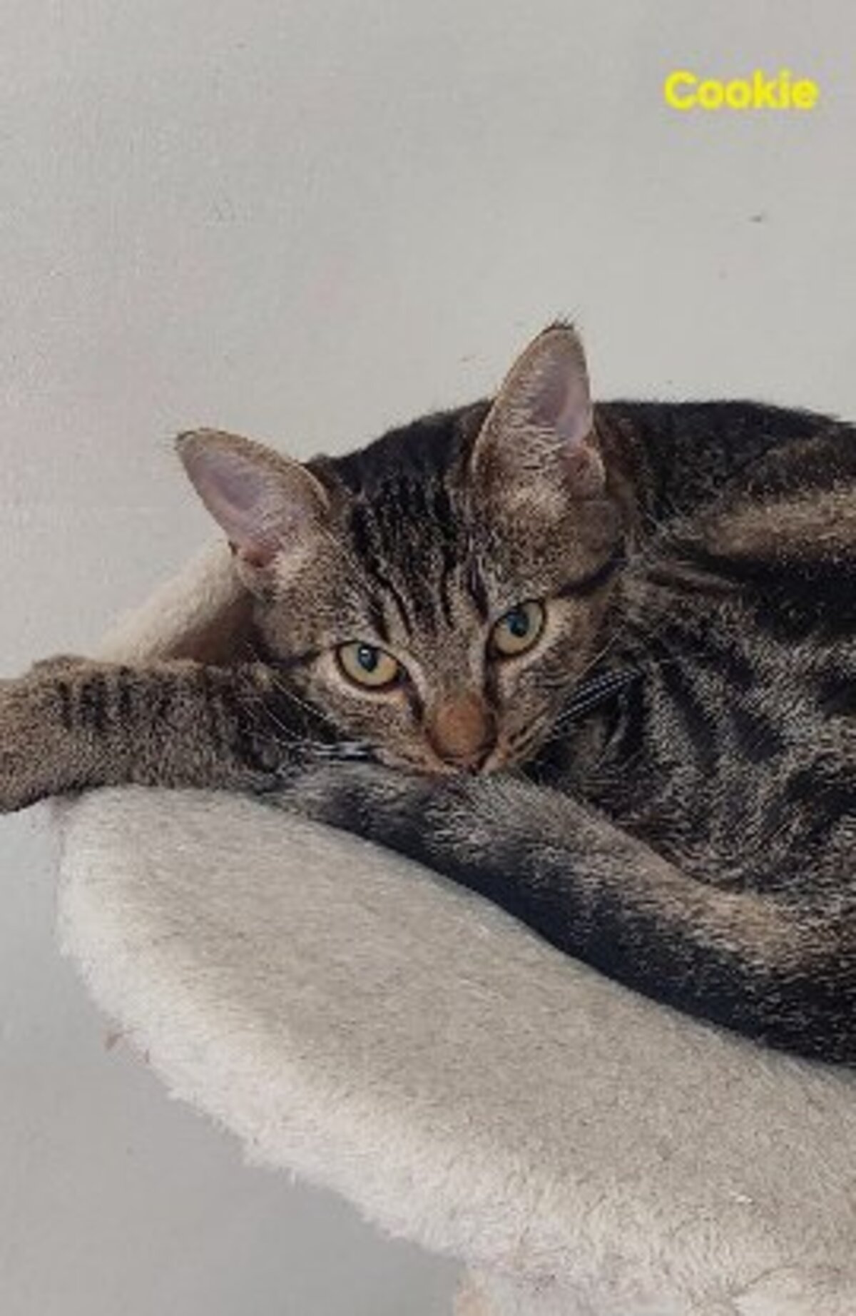 Adoption Cookie