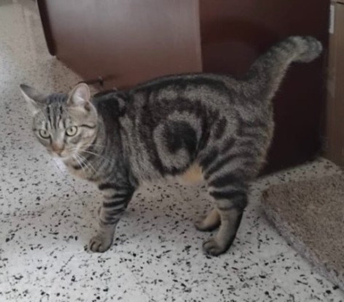 Adoption Cookie