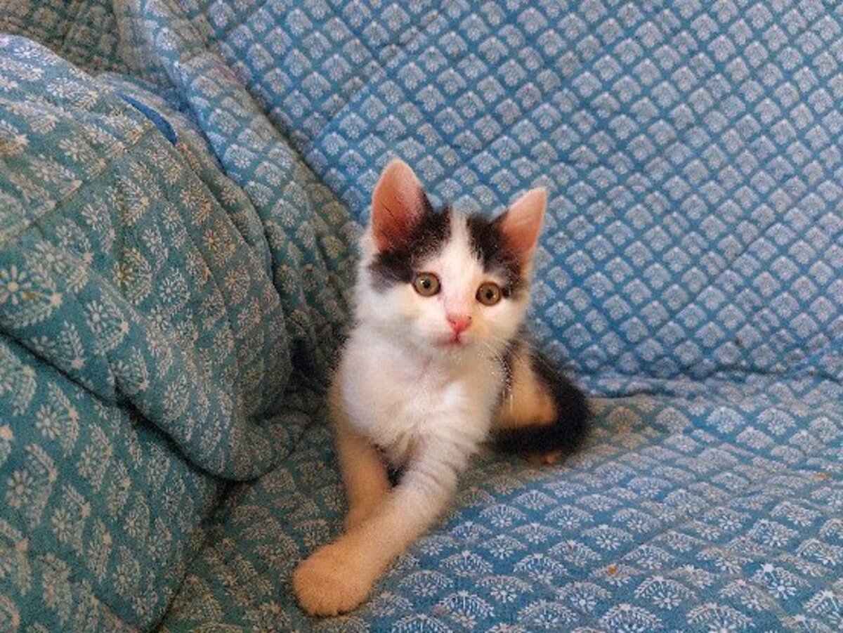 Adoption Cookie