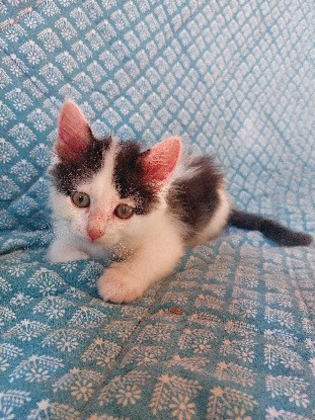 Adoption Cookie
