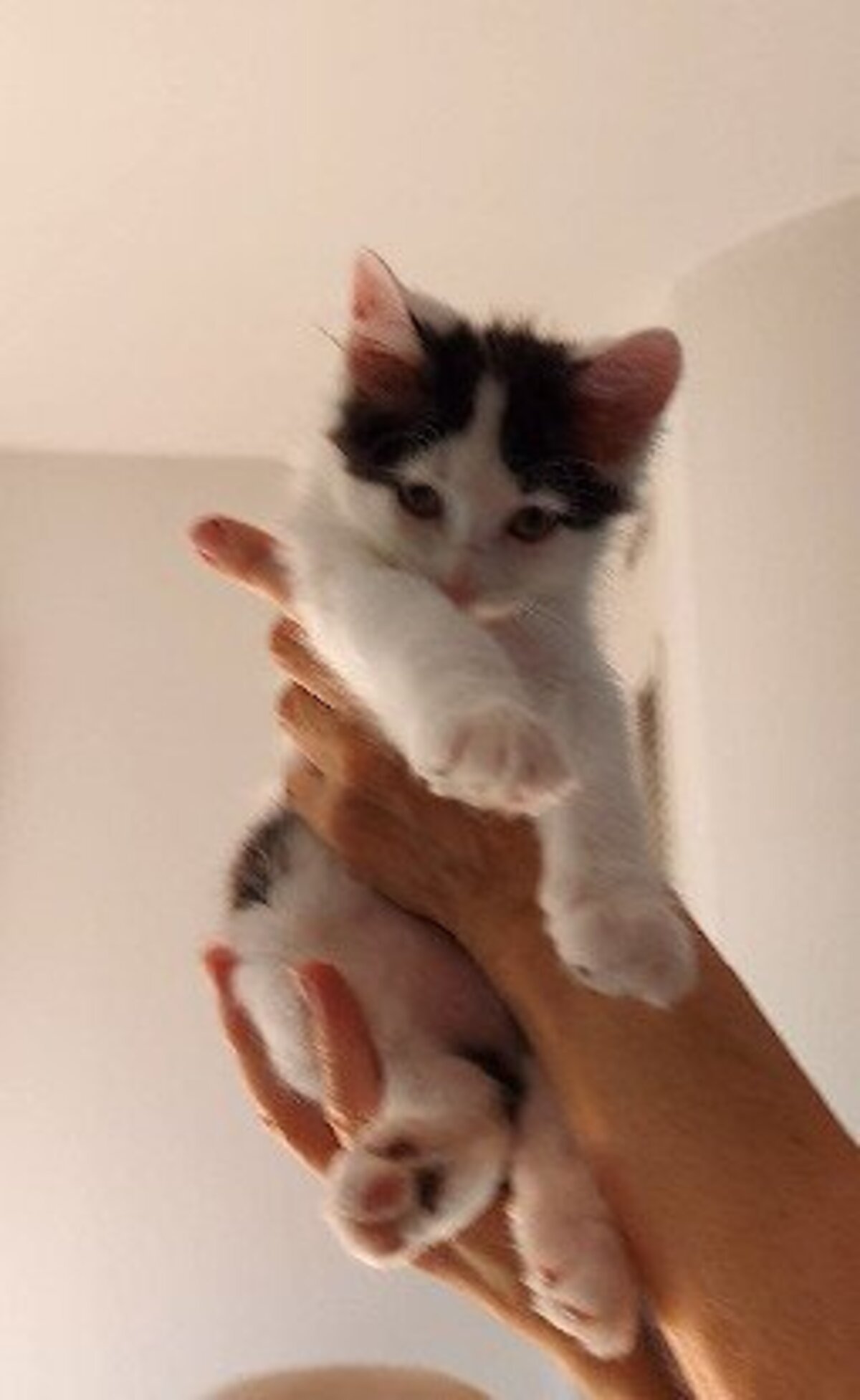 Adoption Cookie