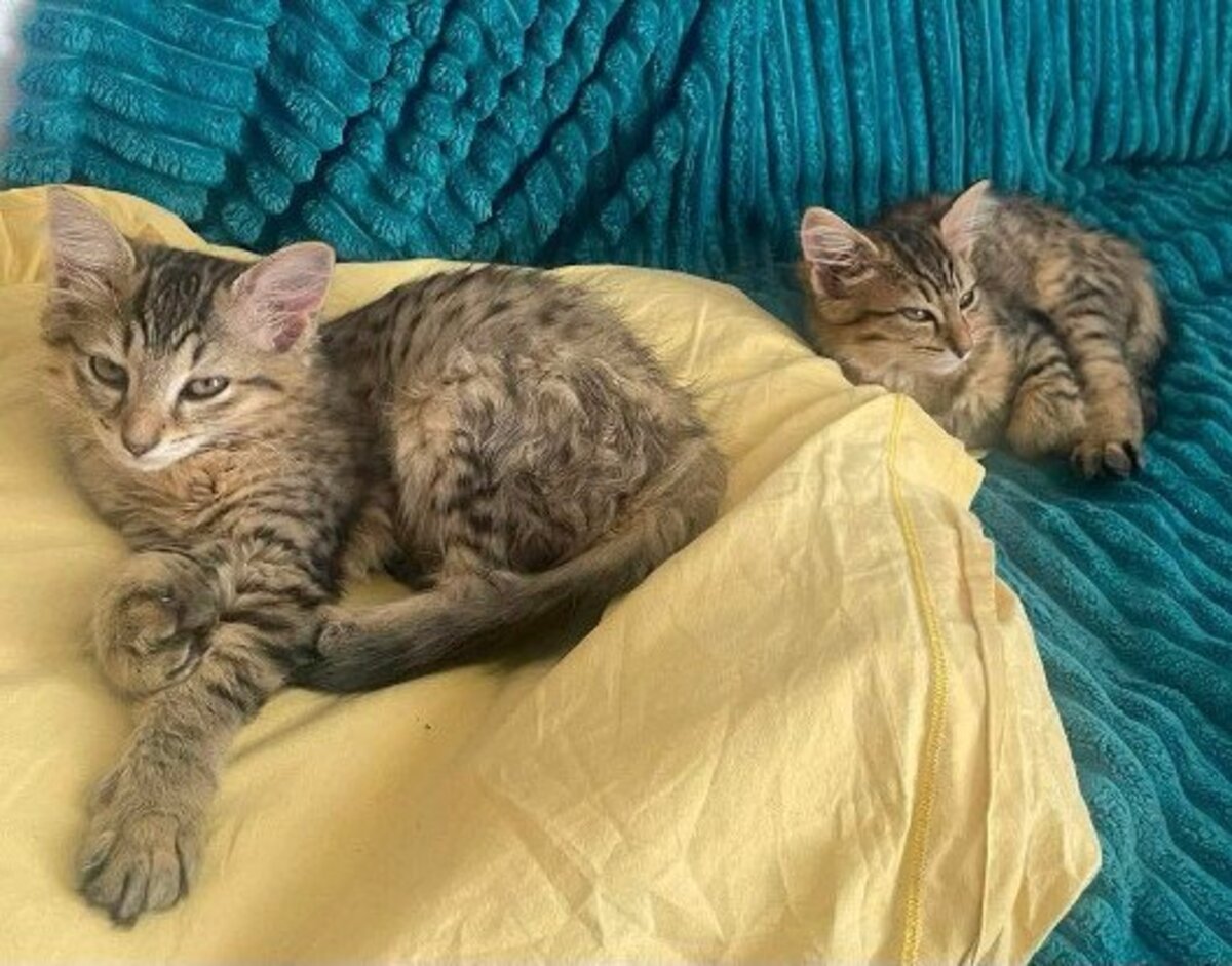 Adoption Copa et cabana a ensemble ou séparément si déj