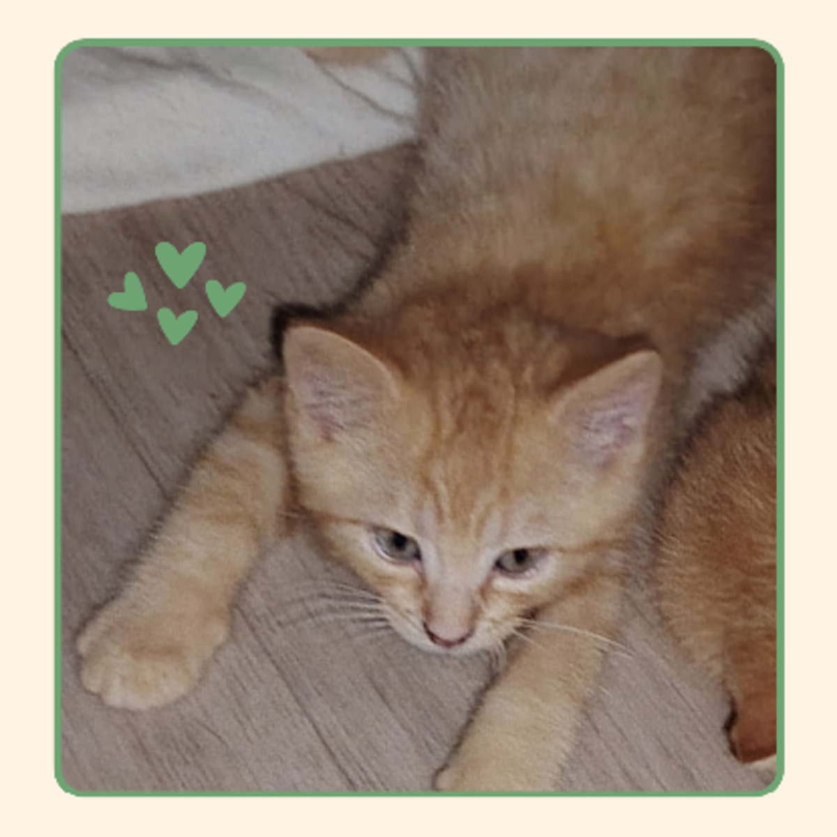 Adoption Corail