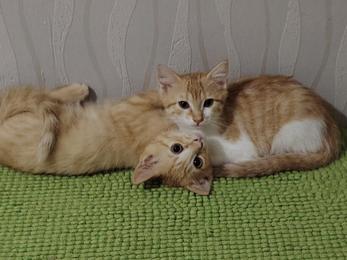 Adoption Corail