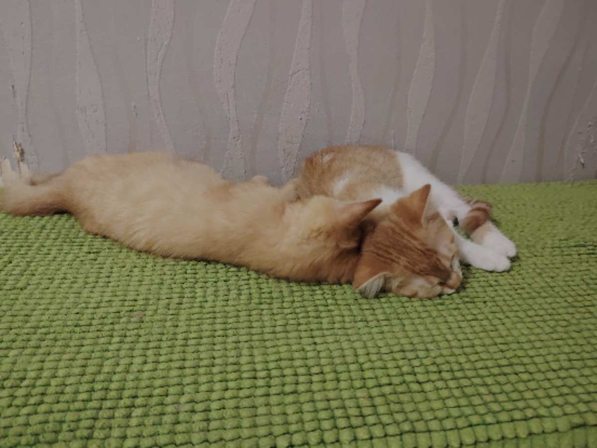 Adoption Corail