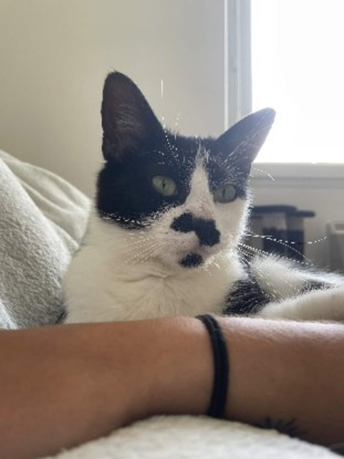 Adoption Cosmos