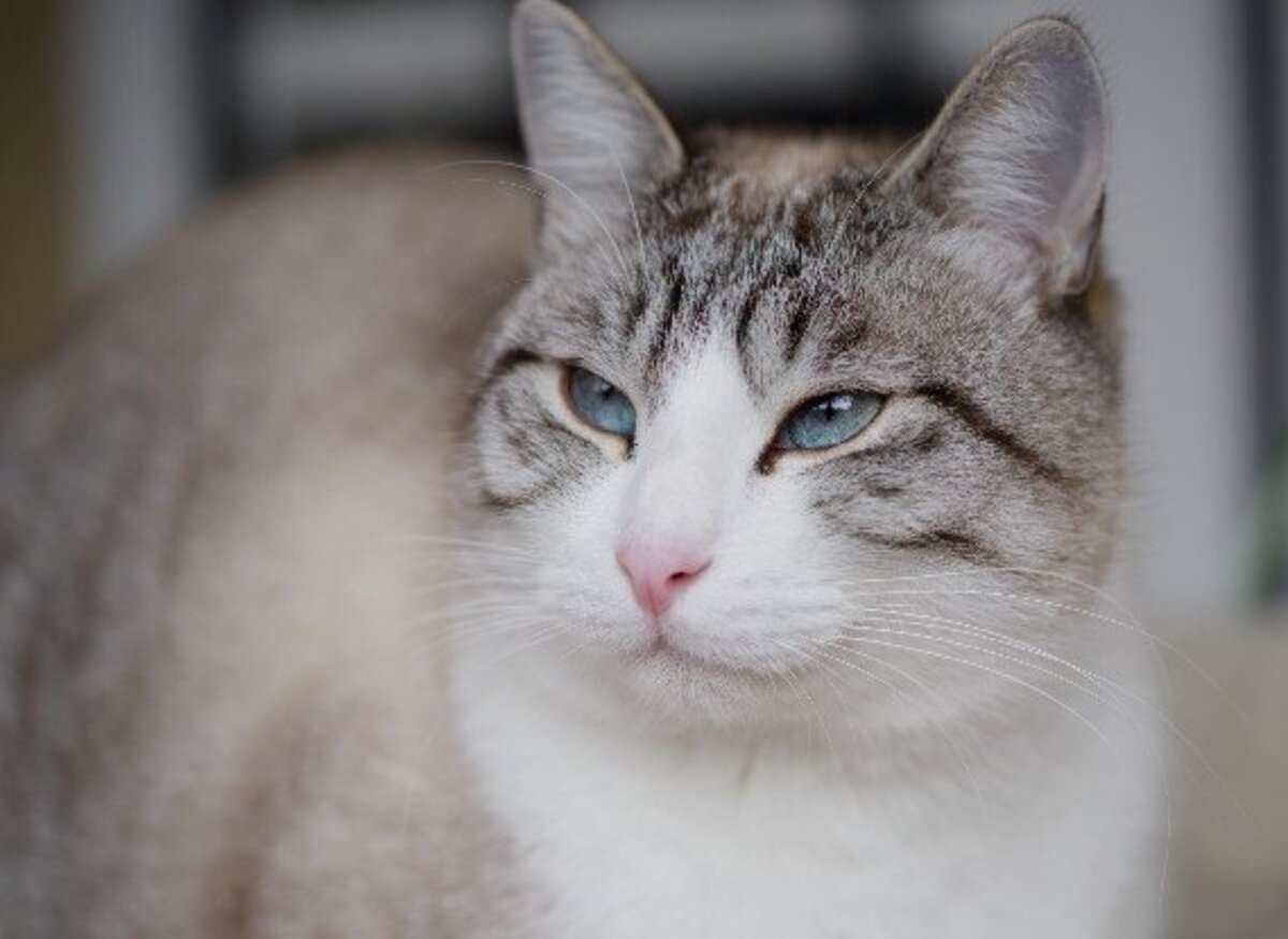 Adoption Crevette