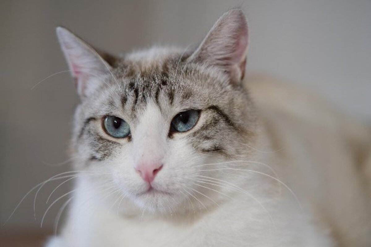 Adoption Crevette