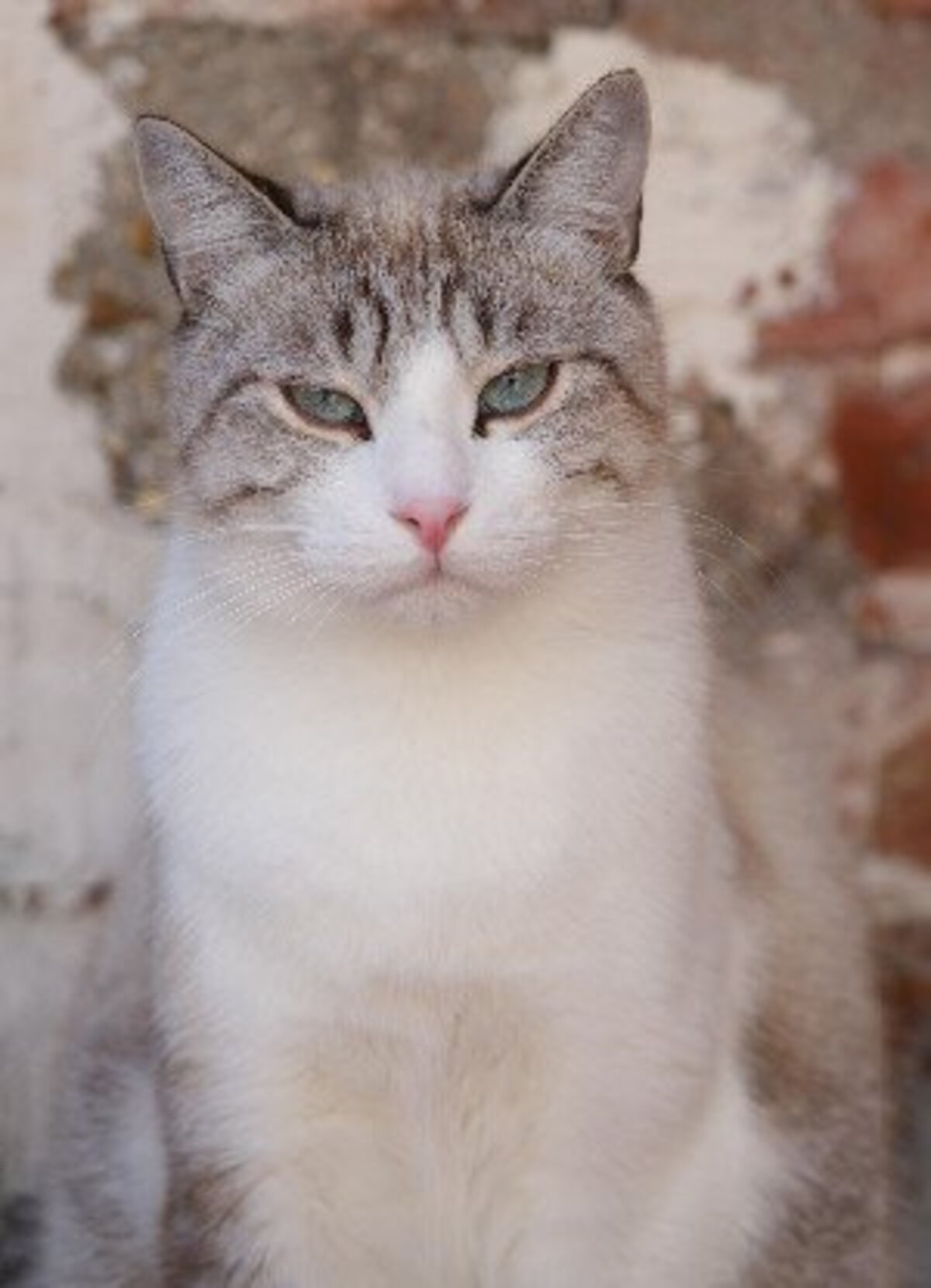 Adoption Crevette