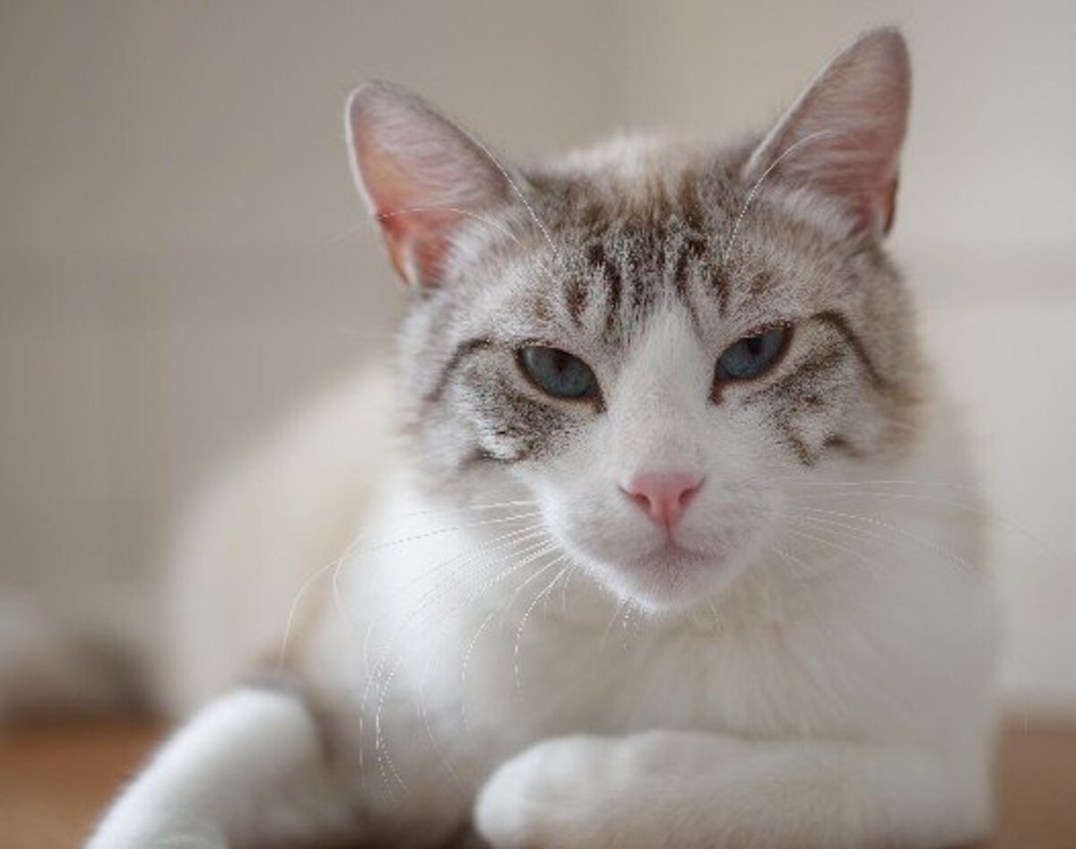 Adoption Crevette