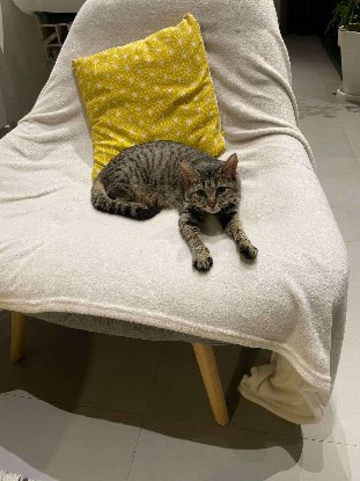 Adoption Daisy