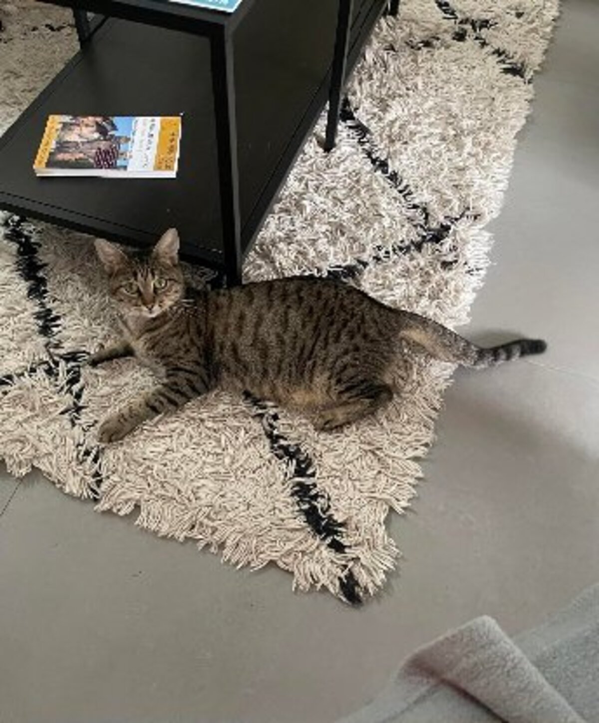 Adoption Daisy