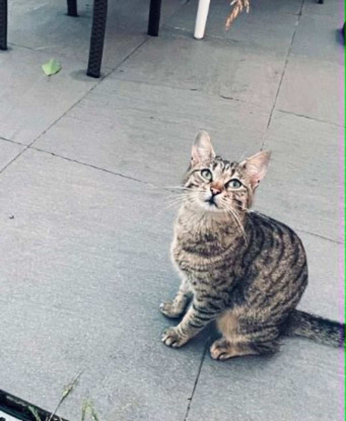 Adoption Daisy