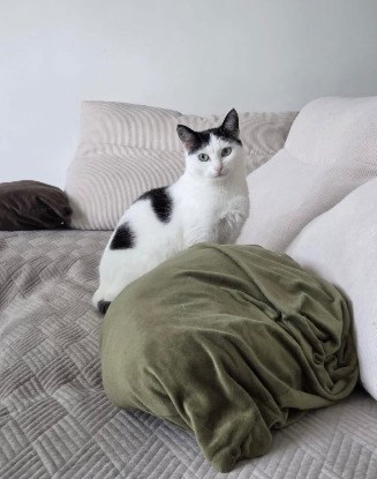Adoption Daisy