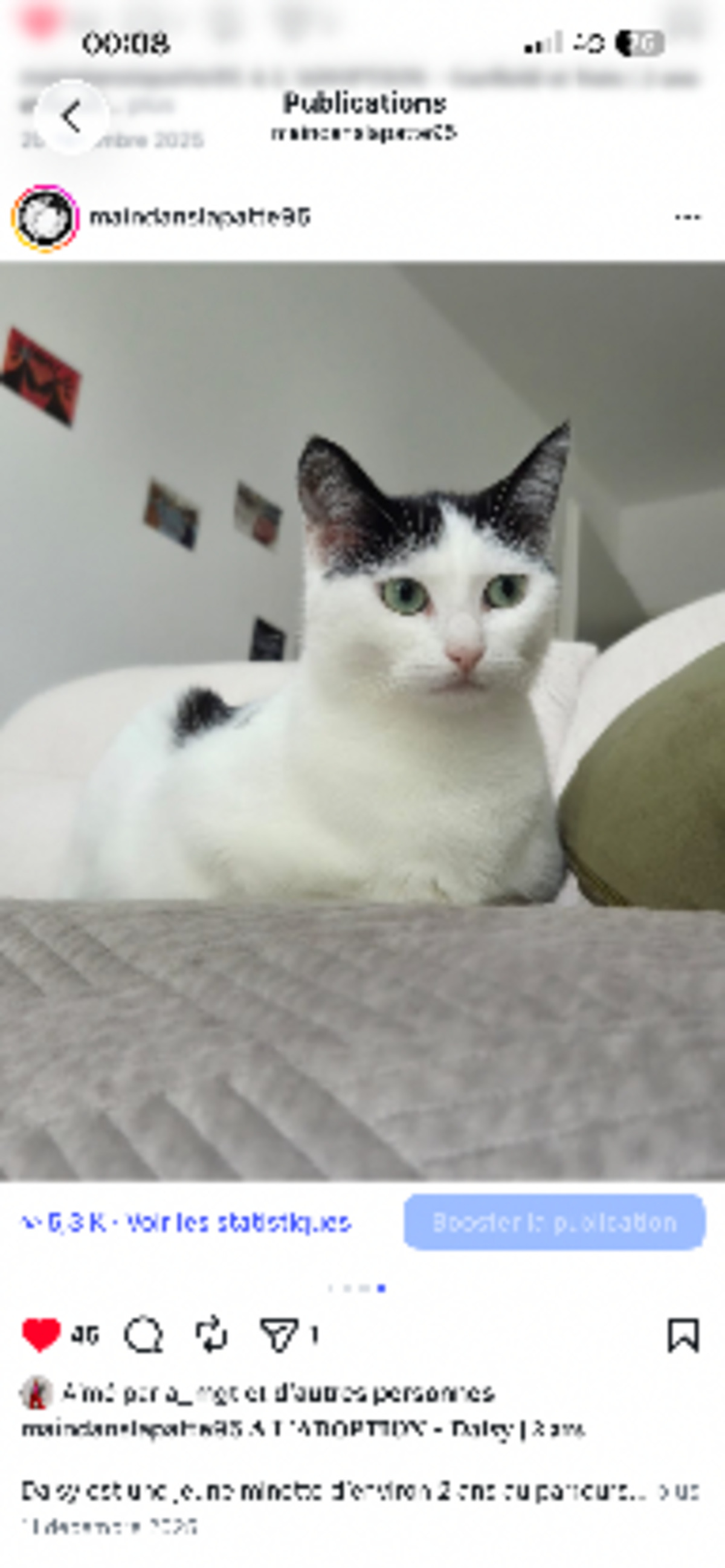 Adoption Daisy